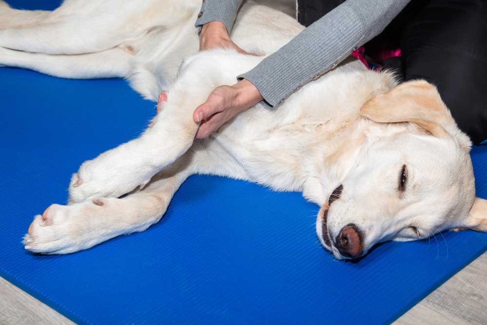 how do i know if my dog has arthritis pain